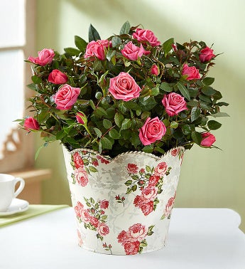 1-800-Flowers Classic Budding Rose, Large - Beijooo