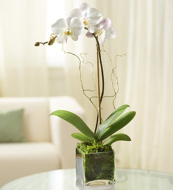 Elegant Orchid - White - Beijooo